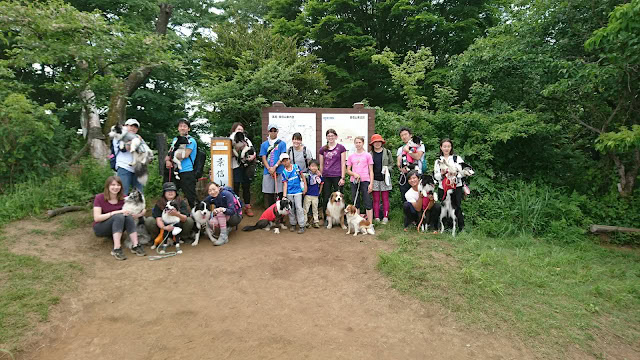 ハイキングを楽しむグループと犬たちの集合写真.