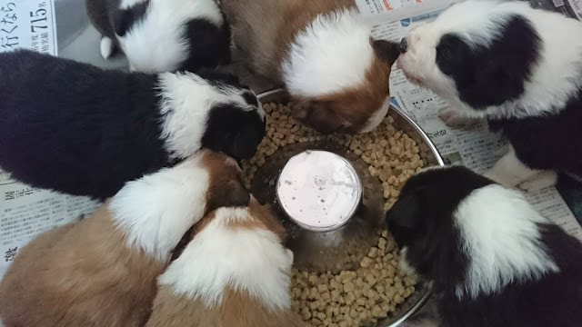 子猫たちが離乳食を食べている様子を撮影した画像です。.