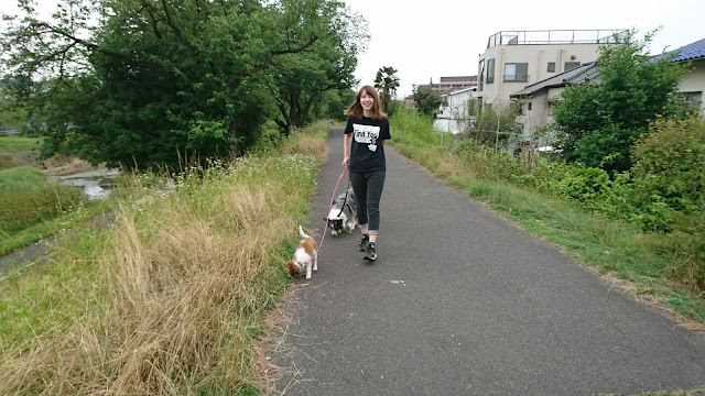 公園の道を歩く女性と犬の風景、自然豊かな場所での散歩シーン.