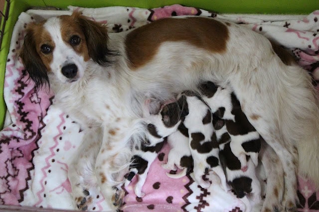 母親と子犬たちのかわいい親子の瞬間を捉えた写真です。.