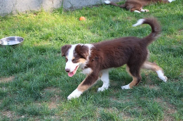 子犬が草の上を走る様子.