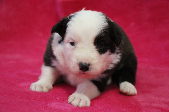 生後3週間の黒白の子犬のクローズアップ写真.