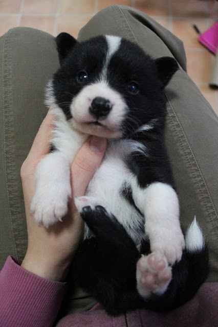 子犬のアップ写真、黒白の毛色と愛らしい表情が魅力的です。.