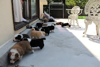 子猫たちが外のテラスで遊んでいる様子.