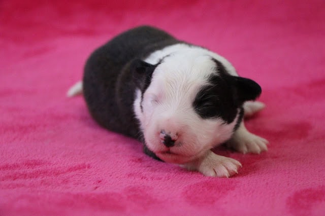 小さな黒白の子犬がピンクの毛布の上で眠っています。.