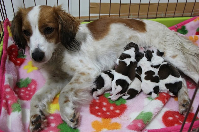 母犬と子犬たちのかわいい親子写真.