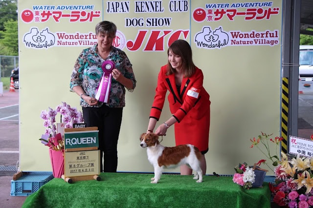 ジャパンケンネルクラブドッグショーでの子犬の表彰シーン.