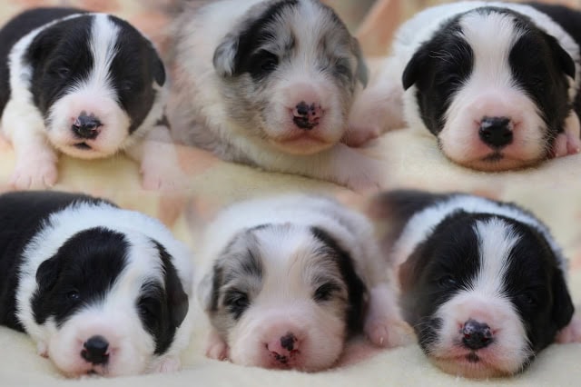 子犬の子犬たちのかわいい写真.