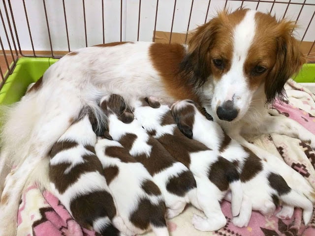 母犬と子犬たちのかわいい親子の瞬間.