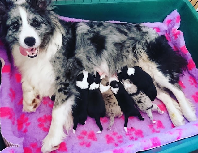 母犬と新生児の子犬たちのかわいいシーン.