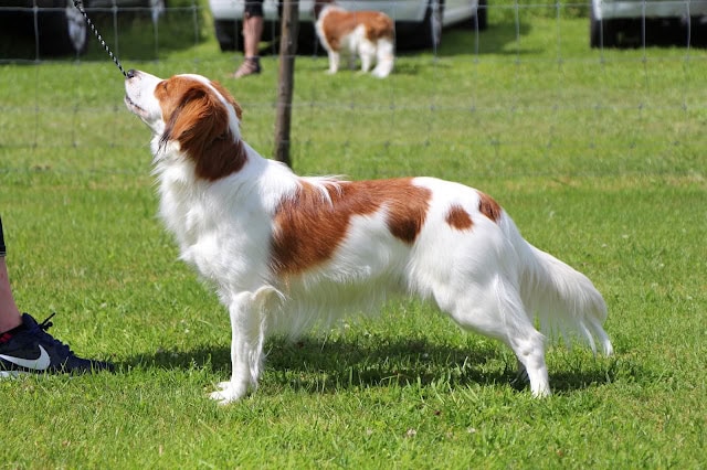 犬がリードにつながれ、芝生の上で立っている様子.