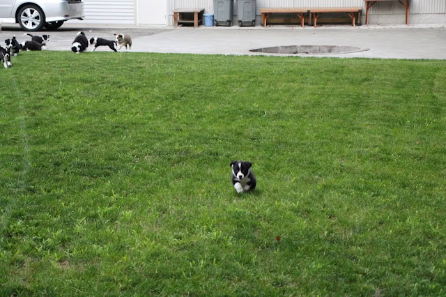 生後7週間のボーダーコリーの子犬が芝生の上に座っています.