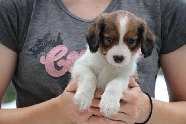 生後6週間の子犬を抱く手と飼い主の体.