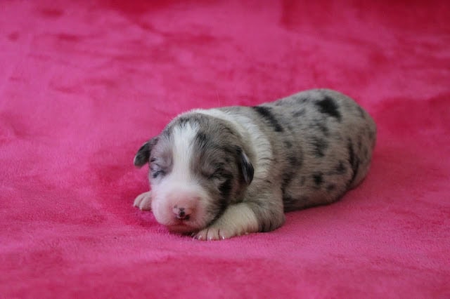 生後10日の子犬のかわいい写真、マーブル模様の毛並みが特徴です.