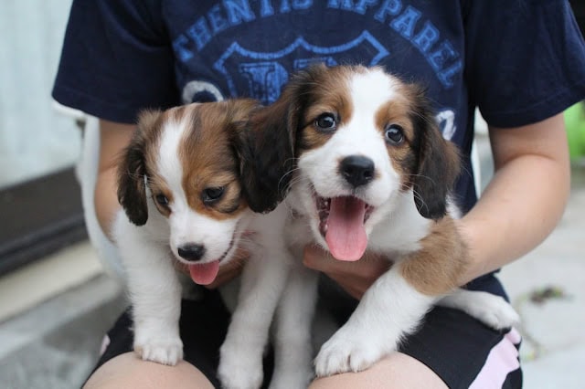 子供と一緒に遊ぶかわいいダックスフンドの子犬たち。.