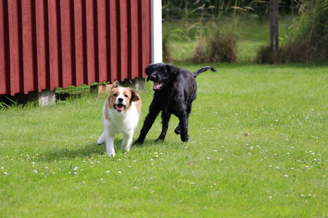 犬たちが緑の芝生で走り回る様子.