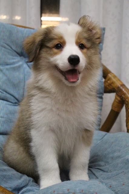 子犬がソファに座って笑顔を見せている様子.