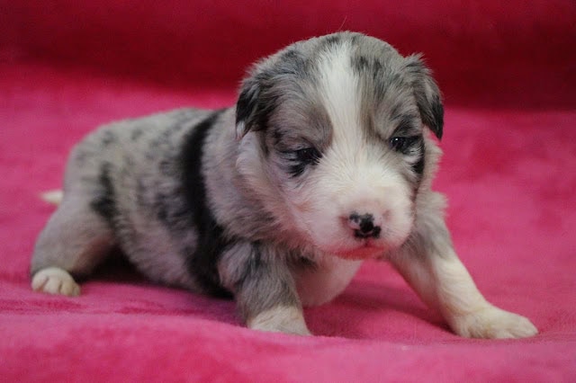 子犬のかわいい幼獣の写真です。.