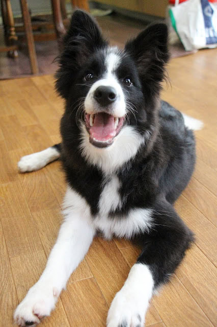 チロルちゃんの元気な笑顔と明るい表情を捉えた写真です。.