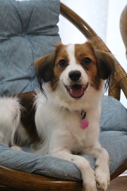 犬がソファに座って笑顔を見せている.