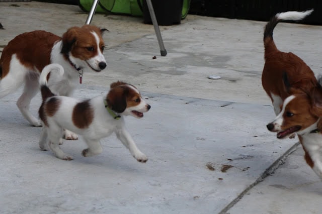 子犬たちが屋外で遊んでいる様子の写真です。.
