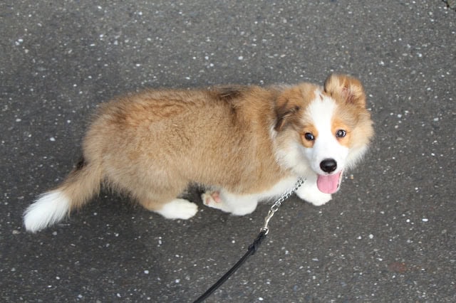 子犬が散歩中にカメラ目線で笑顔を見せる写真.