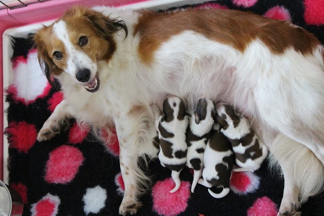 母親の犬と子犬たちのかわいい親子写真.