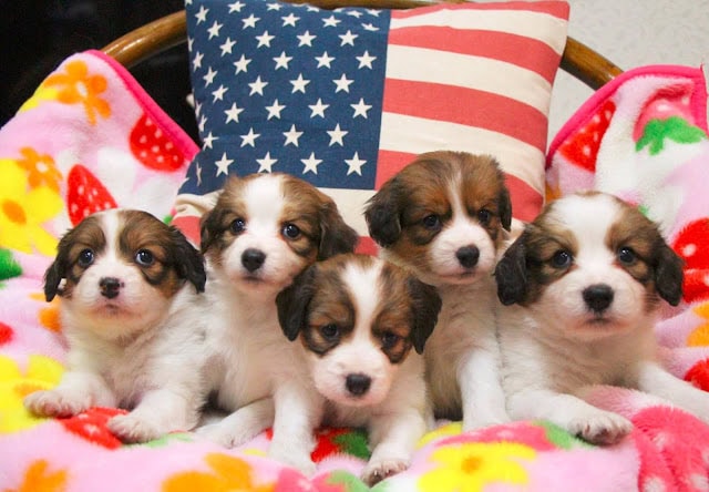 アメリカ国旗のクッションの前で並ぶ子犬たち.