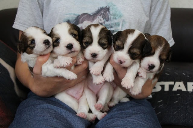 子犬たちを抱く飼い主の手と体の一部.