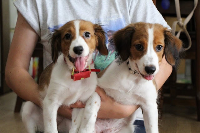 犬の親子の写真、カイくんとチャッピーちゃんが抱かれています。.