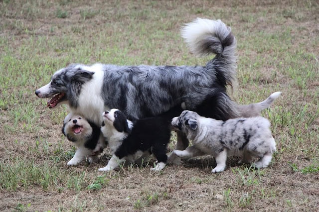 子犬と飼い主が一緒に遊びながら交流している写真です。.