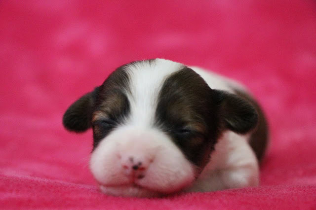 ALTタグ:かわいい黒白の子犬が眠っている写真.