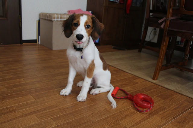 犬とおもちゃの写真、室内の木製床と家具背景.