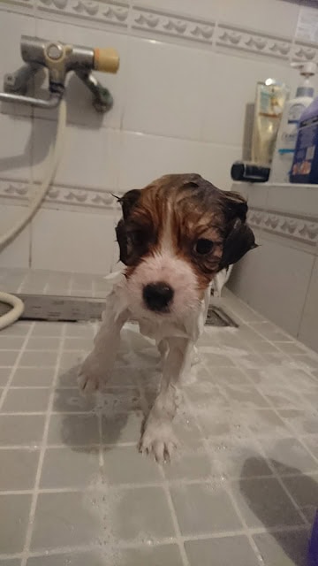 子犬がシャワーで洗われている様子.