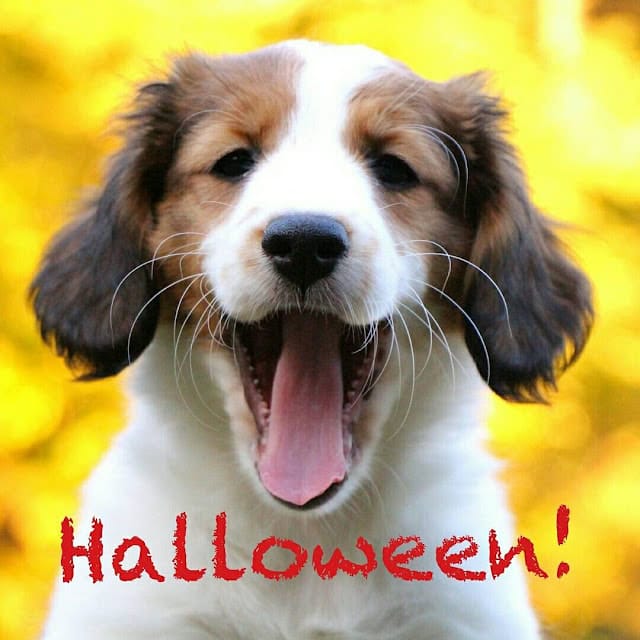 かわいい犬の写真とハロウィンの挨拶。秋の背景とともに楽しい雰囲気を伝えます。.