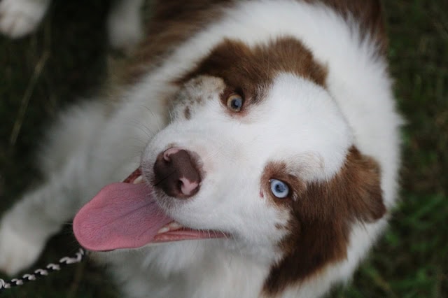 犬のアップ写真、青い目とピンクの舌が特徴的.