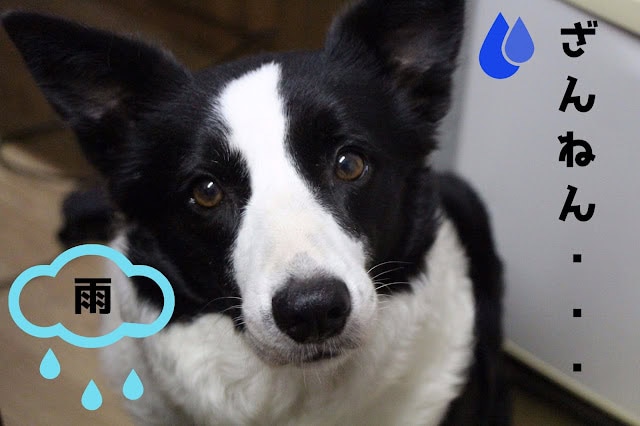 雨のアイコンと犬の顔のアップ写真.