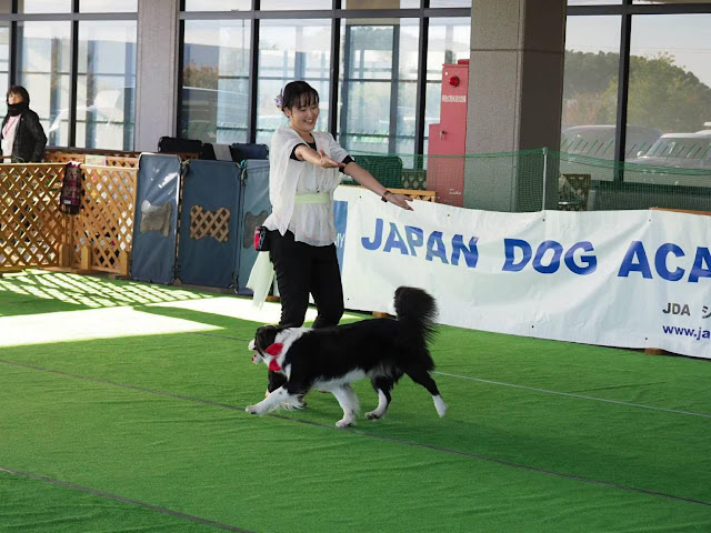 犬と一緒に楽しむ訓練競技の様子.