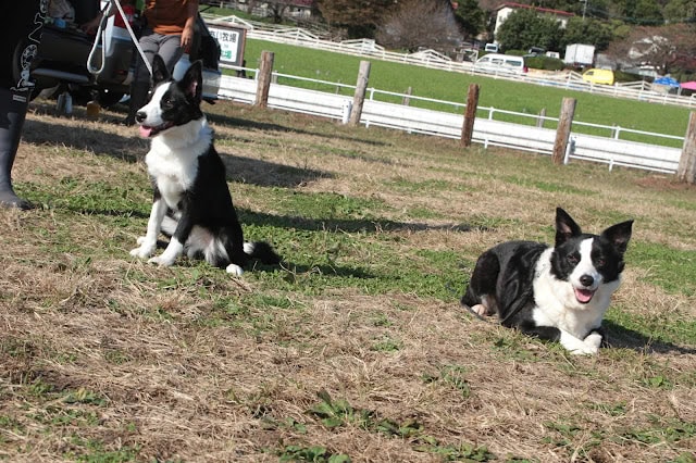 シープドッグの子犬が広い芝生のフィールドで遊んでいます。.