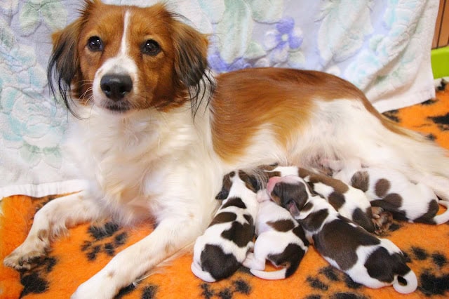 母犬と生まれたばかりの子犬たちの写真です。.