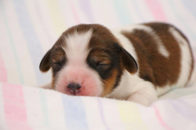 子犬が眠っているかわいい瞬間.