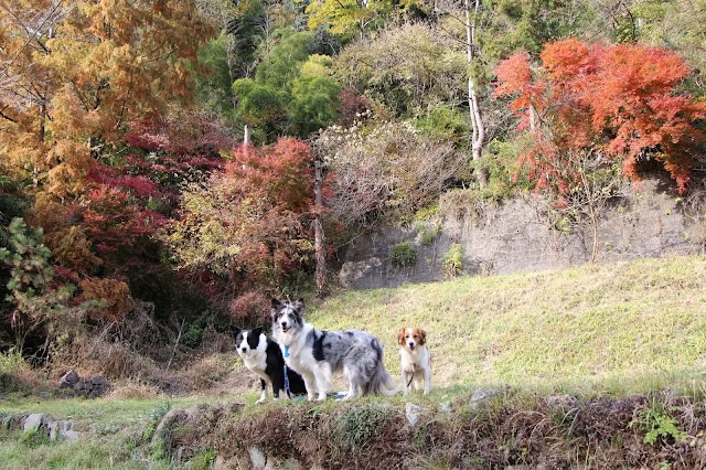 秋の紅葉と犬の散歩風景.