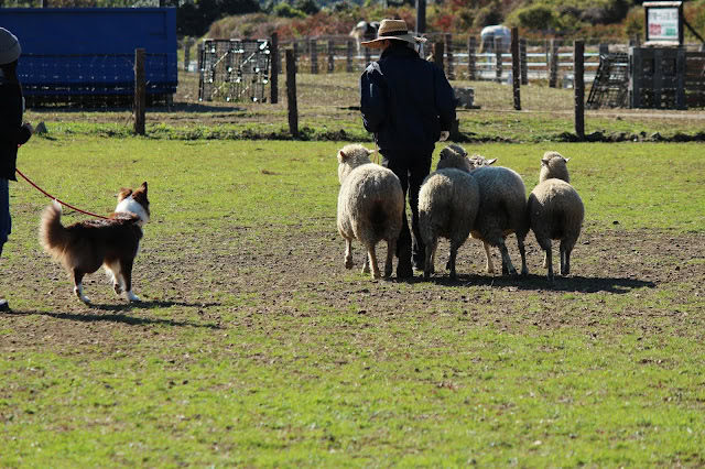 羊とシープドッグの訓練風景.