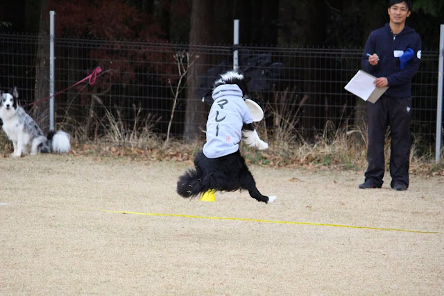 犬がジャンプしている瞬間を捉えた競技の様子.