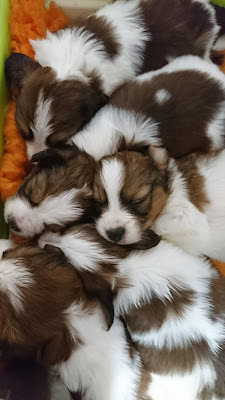 子犬たちが仲良く眠る様子.