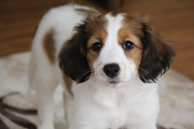 子犬の顔のクローズアップ、優しい表情とふわふわの毛並みが魅力的です。.