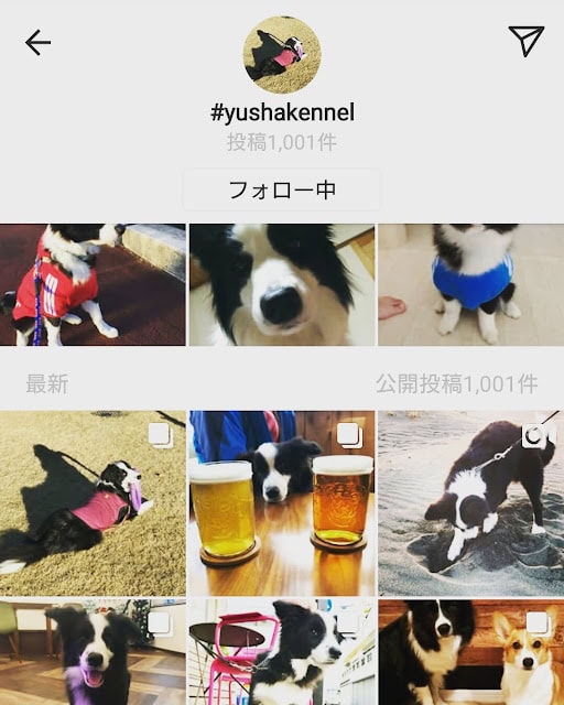 かわいい犬の写真が満載!お散歩や飲み会の様子も紹介しています。.