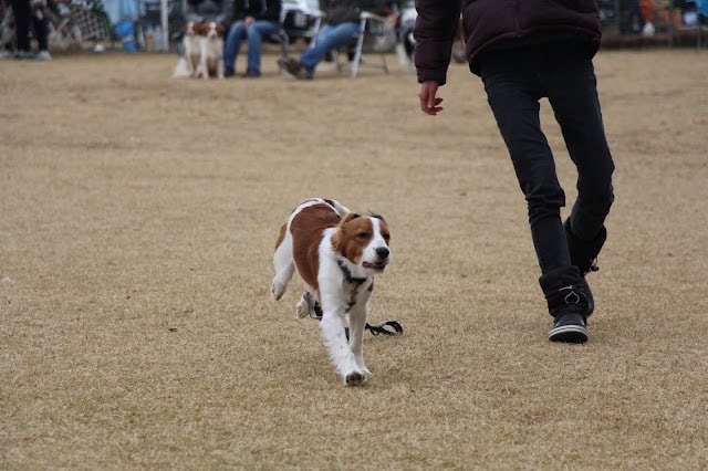 パピーコーイケルホンディエがドッグショーで走る様子.