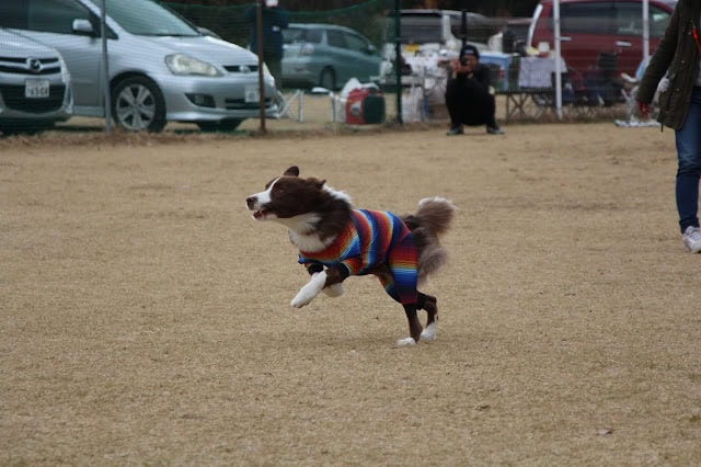 ボーダーコリーの子犬がドッグレースで元気に走る様子.