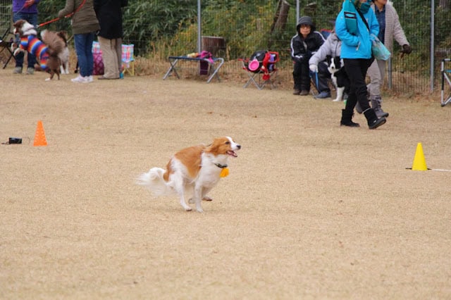 犬がコーイケルホンディエの犬種で、アダルトの競技会で走る姿.